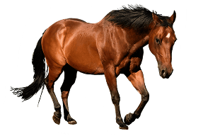 Subastas de Caballos