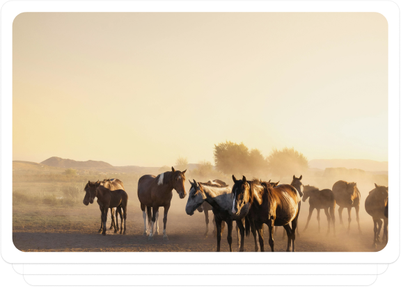 Group of horses grazing in a serene outdoor setting, symbolizing horse auctions